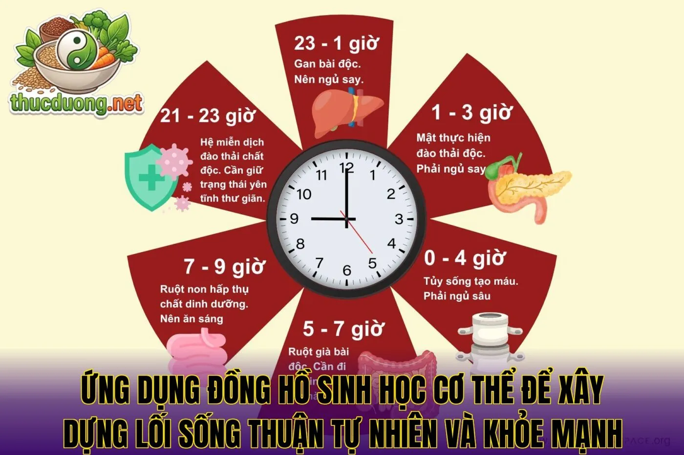 Ứng dụng đồng hồ sinh học cơ thể để xây dựng lối sống thuận tự nhiên và khỏe mạnh
