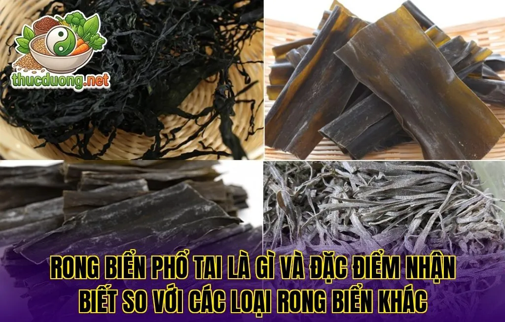 Rong biển phổ tai là gì và đặc điểm nhận biết so với các loại rong biển khác