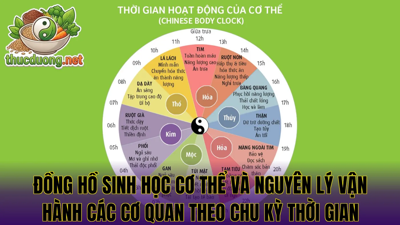 Đồng hồ sinh học cơ thể và nguyên lý vận hành các cơ quan theo chu kỳ thời gian