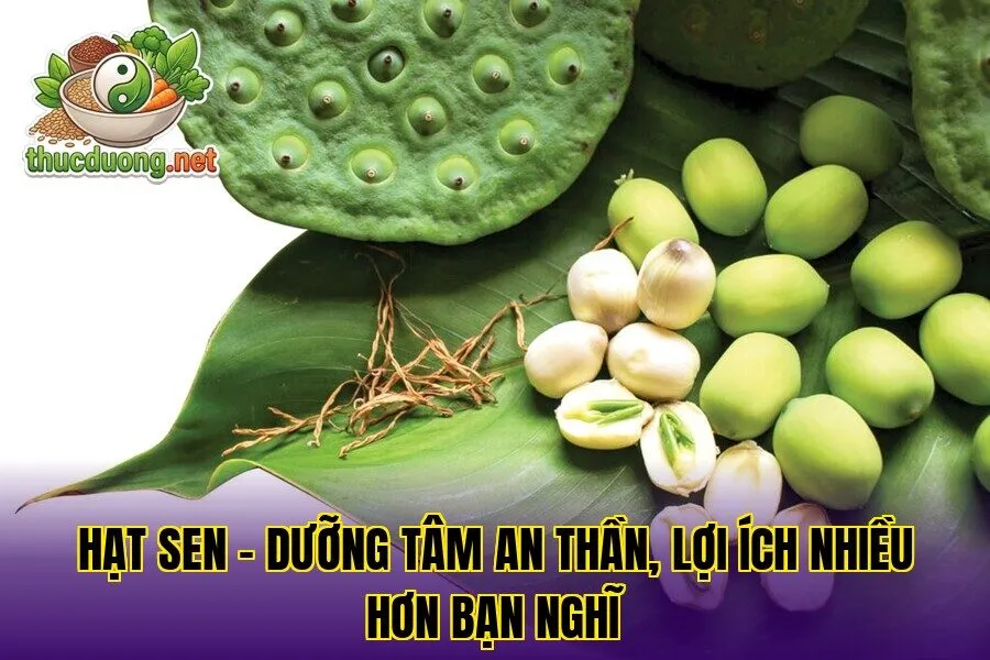 Hạt sen – Dưỡng tâm an thần, lợi ích nhiều hơn bạn nghĩ
